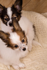 Two puppies on a knitted sweater, top view