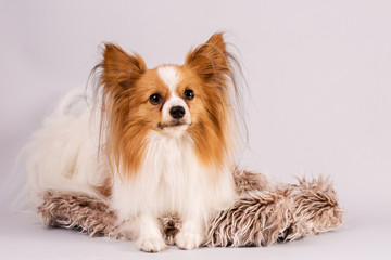 Beautiful dog lies on a shaggy rug
