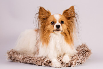 dog lies on a shaggy rug
