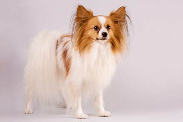 White-red dog stands on a gray background