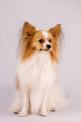 White and red dog sitting on a gray background