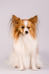 White dog on a gray background