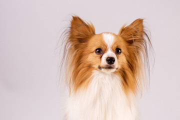 dog on a gray background, close-up