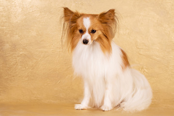 Sad dog sitting on a gold background