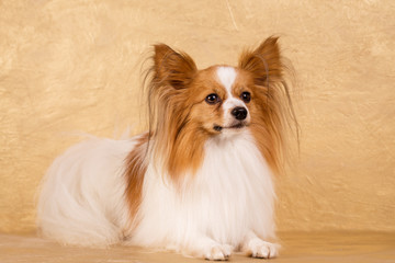 Golden dog on a gold background