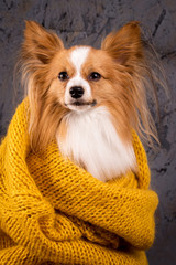 dog in a warm sweater, close-up