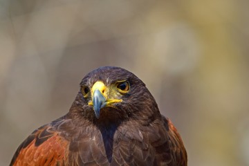 鋭い眼光のハリスホーク 