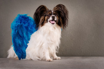 Dog with blue angel wings