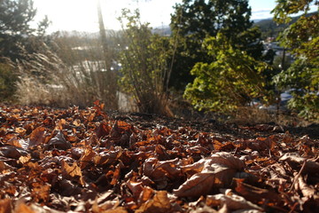 leaves in the fall