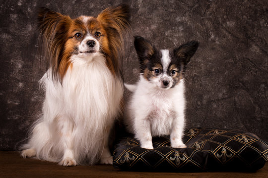 Family photo, two dogs of breed Papilon