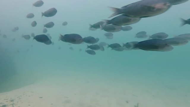 A school of Halfmoon perch (also known as blue perch) swimming past in shallow water with a sandy bottom on the California coast.