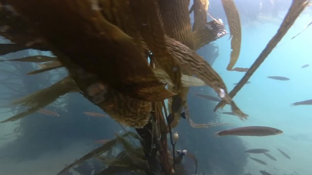 A school of Señorita fish swimming around a kelp forest in Monterey Bay California, tilt down to a starfish at the end of shot.