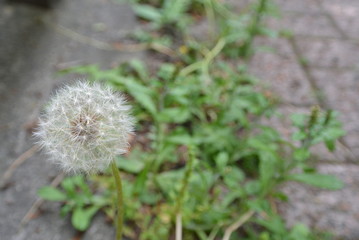 dandelion fluff