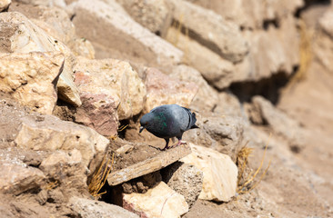 Pigeon on the rocks