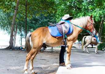 Rental horse at samila beach Songkhla , Thailand.
