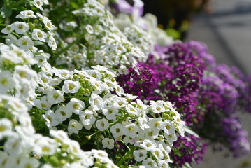 flowers in the garden