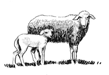 Sheep and her baby. Ink black and white drawing