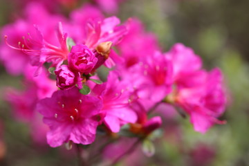 Hintergrund Sommer - Detailaufnahme eines Rhododendrons mit Textfreiraum