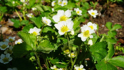 White strawberry flowers with green leaves  in the morning sun on soil background.