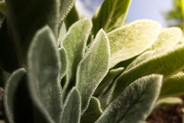 closeup of green leaf