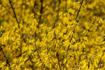 bright yellow blossoms on the bushes