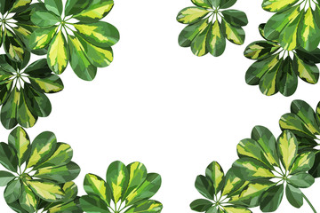Schefflera houseplant top view detailed vector illustration frame