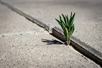 Growing on concrete