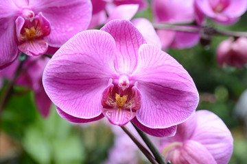 Fototapeta na wymiar pink orchid 