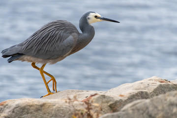 White-faced Heron by the Bay