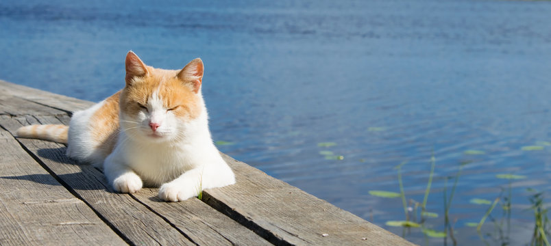 red cat fell asleep on the pier, surrounded by water