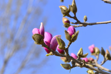 Magnolia flower blooming
