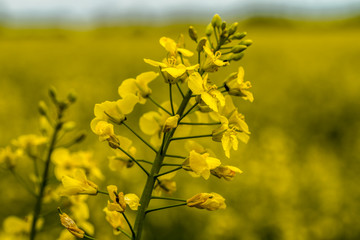 cudowna roślina - rzepak oleisty na tle żółtego kwitnącego pola - obrazy, fototapety, plakaty