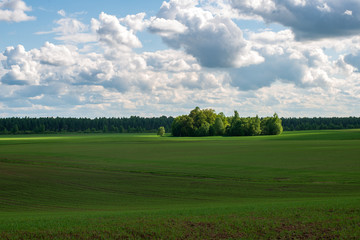 bright green meadow in sunny day in countryside