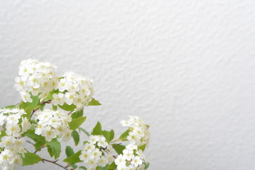 Naklejka na ściany i meble white flowers 