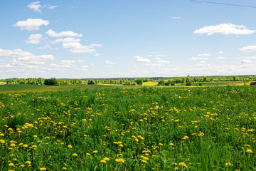 bright green meadow in sunny day in countryside