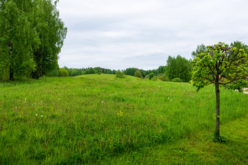 Fototapeta na wymiar bright green meadow in sunny day in countryside