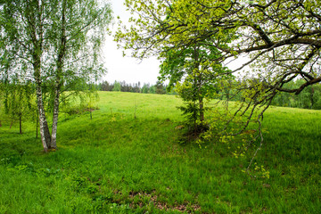 Fototapeta na wymiar bright green meadow in sunny day in countryside