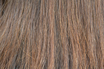 Dry and damaged hair