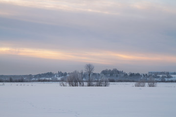 Obraz premium several bushes in the snow field