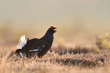 Black grouse calling early in the morning. Black grouse shouting.