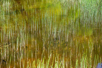 bright green meadow in sunny day in countryside