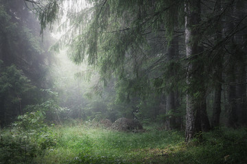 moody misty coniferous forest close up