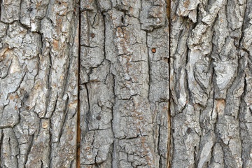 Brown wooden tree bark plank texture background