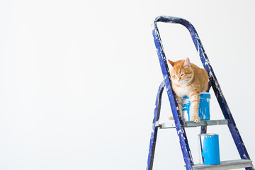 Repair, painting the walls, the cat sits on the stepladder. Funny picture with copy space