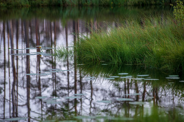 reflections of shore trees in the calm water of a lake