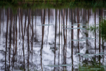reflections of shore trees in the calm water of a lake