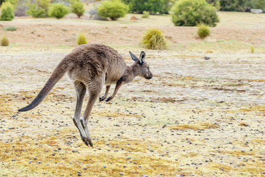 A kangaroo leaps free in nature on the island of Kangaroo Island, Southern Australia