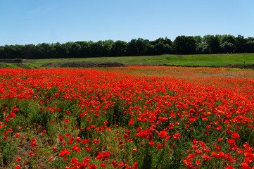 Field of flowers of red poppy. Ukraine is a beautiful place.