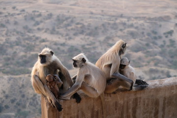 singes à faces noires d'inde