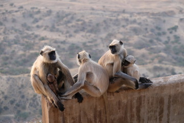 singes à faces noires d'inde